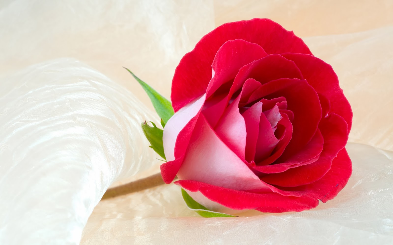 flower wallpaper hd new best 10 beautiful flowers fresh hd wallpapers 2014 world flower wallpaper hd new best 10 beautiful flowers fresh hd wallpapers 2014 world