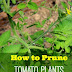 How to Prune Tomato Plants for Better Harvest #Organic_Gardening
