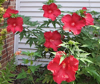 Hibiscus