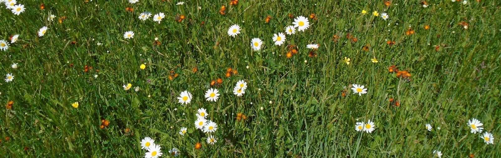 Pea Pickle Farm June 2015