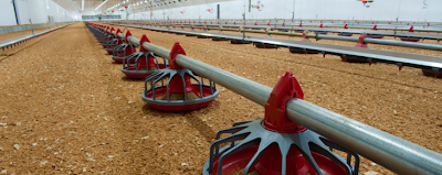 Chicken Barn Feeding System