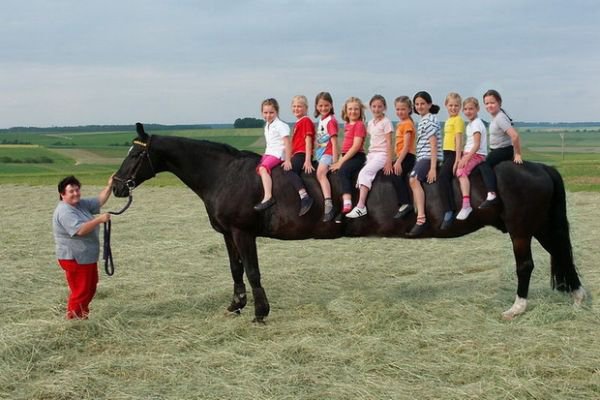 Funny Horse funny horse pictures. Funny Horse