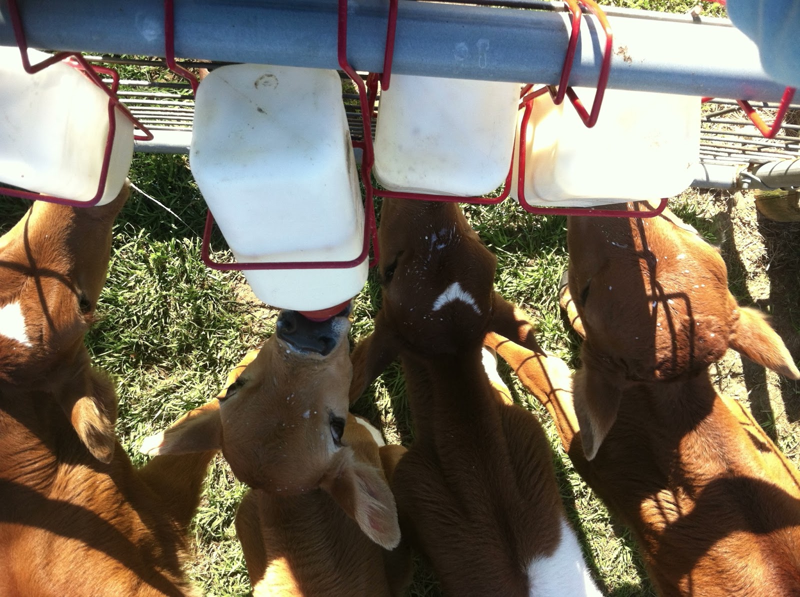 Three Things You Need To Bottle Feed Calves
