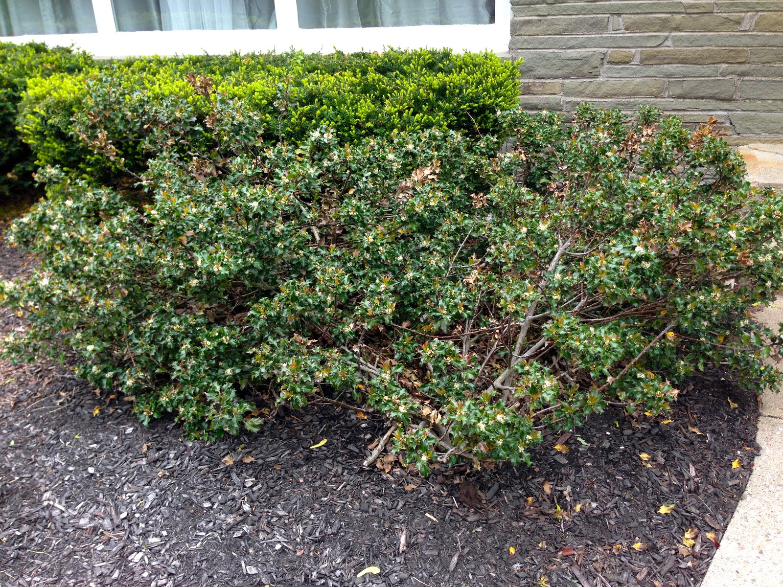 Eclectified Living Holly Bush Removal