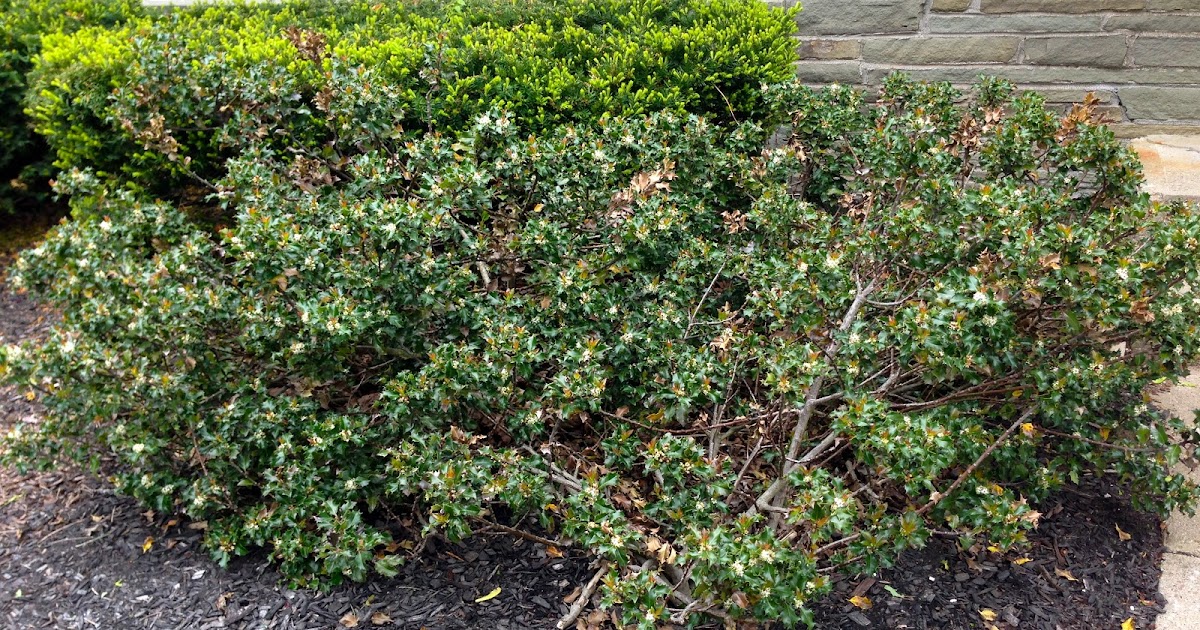 Eclectified Living Holly Bush Removal