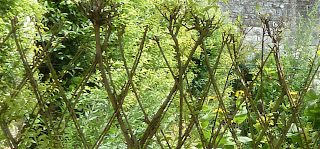 Zauber Garten: Dezember 2012