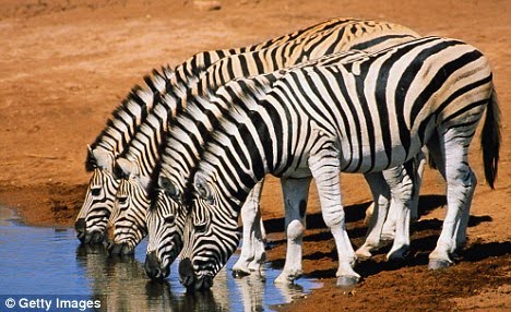 the simple colour pattern patterns to colour. the simple colour pattern