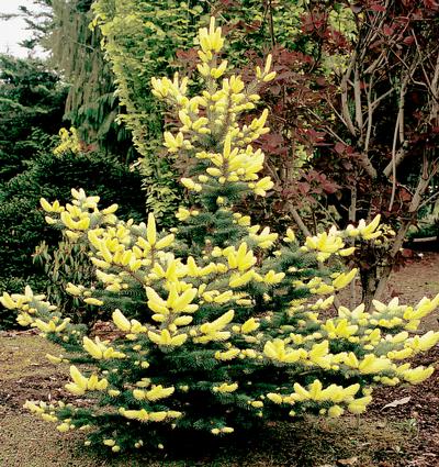 Picea Pungens Ruby Teardrops Colorado Spruce Conifer Kingdom