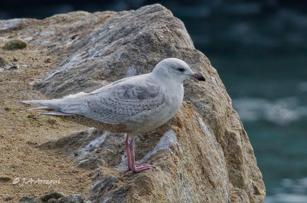 Gaviota groenlandesa, Larus galucoides kumlieni, Kumlien´s gull Gaviota groenlandesa, Larus galucoides kumlieni, Kumlien´s gull
