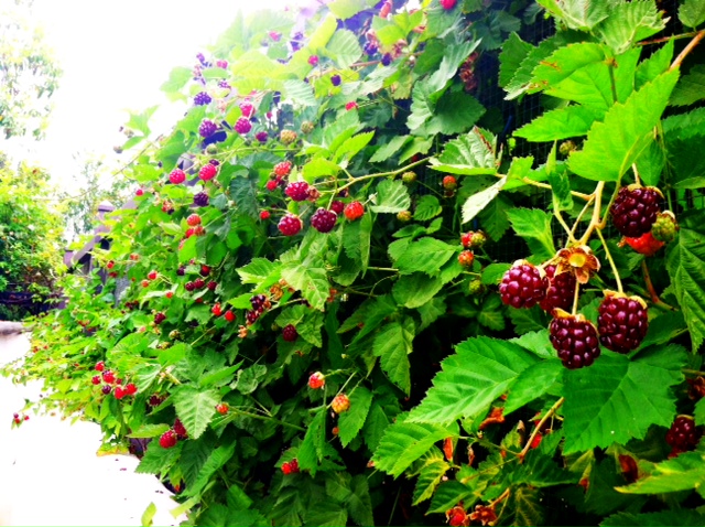 Growing Boysenberries