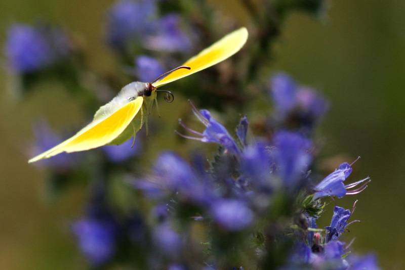 Papillonade  Gonepteryx+cleopatra+%284