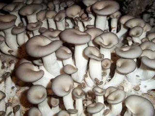 mushroom oyster cultivation india indian mushrooms farming industry business agrifarming agro