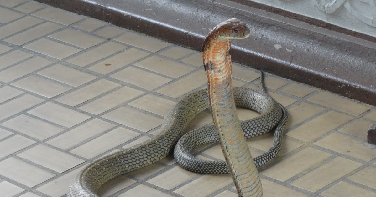 Day 3: Bangkok Here And Surat Thani To Krabi There