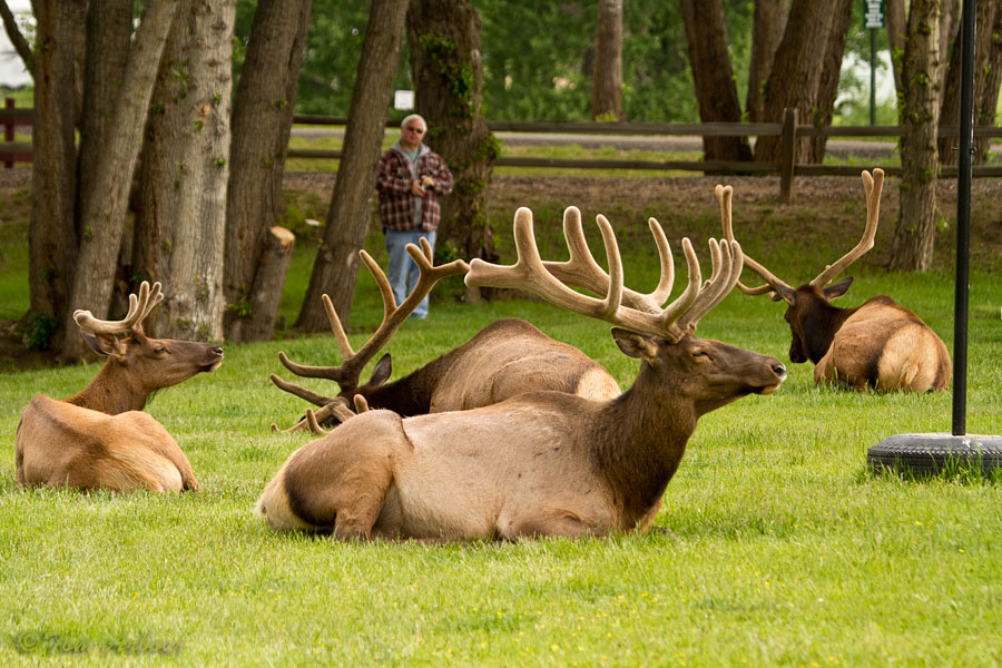 The Ohio Nature Blog Elk Estes Park Colorado and Nearby Rocky