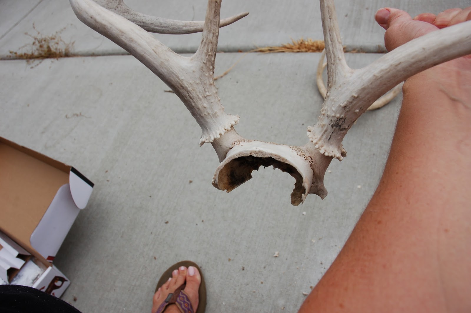 restlessrisa How to Mount Antlers