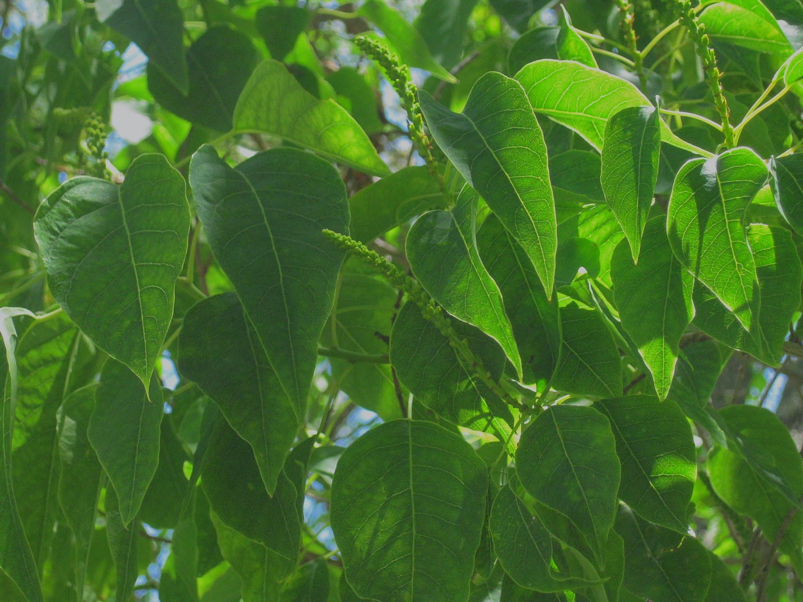 Trees of Santa Cruz County Triadica sebifera Chinese Tallow Tree