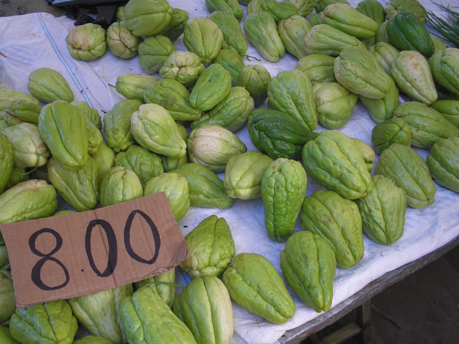 la culture du concombre