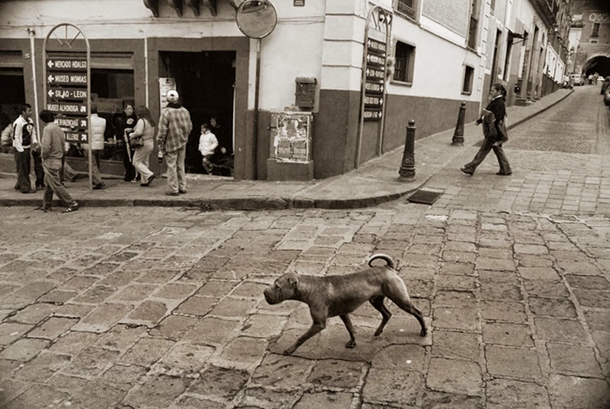 Fotografías de perros callejeros de Traer Scott