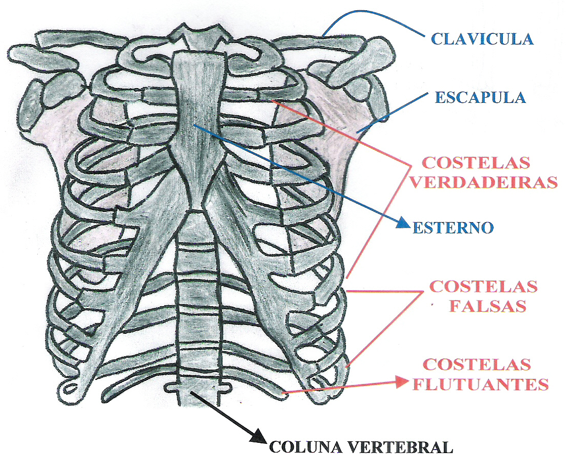 Estudar anatomia humana