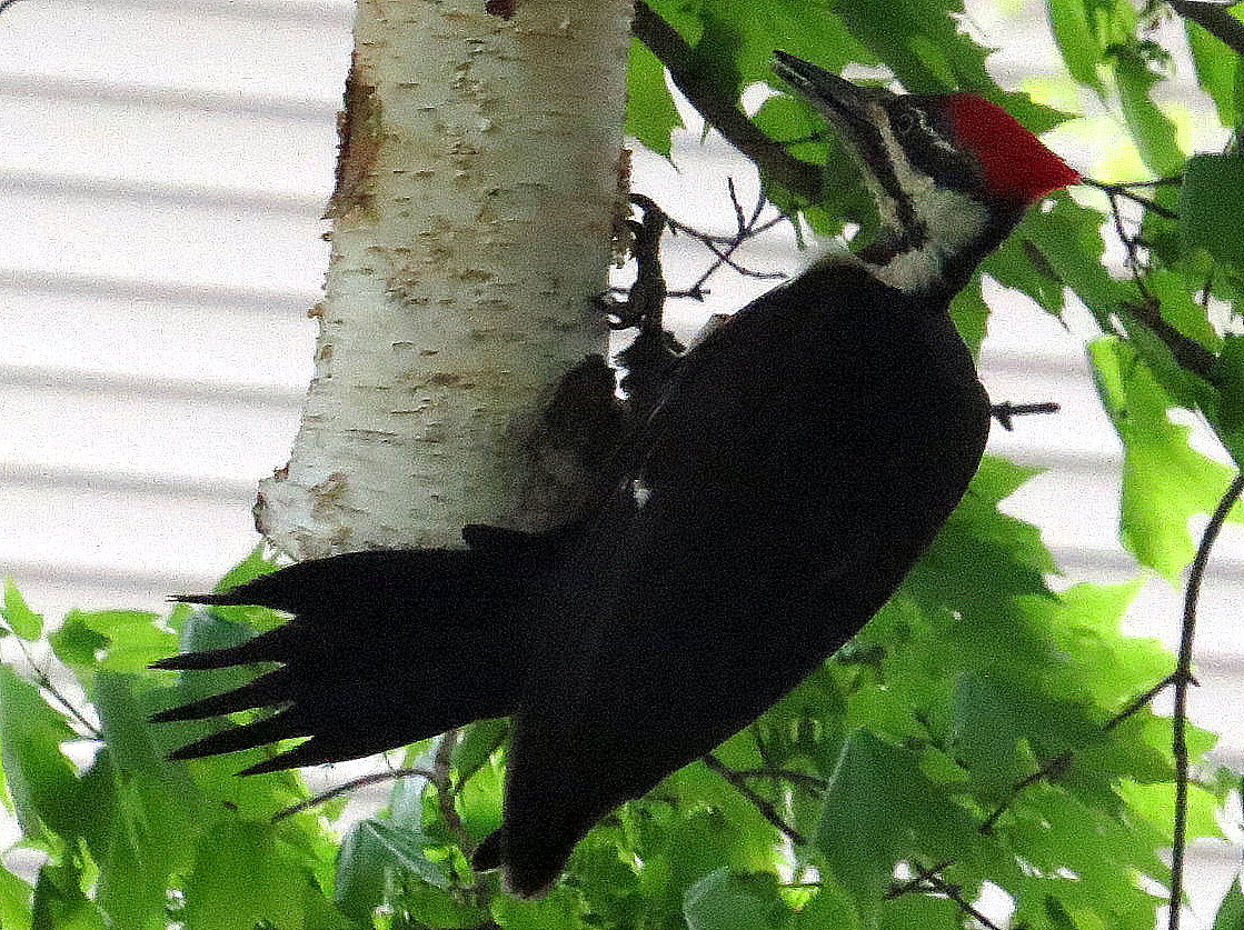 Penelopedia: Nature and Garden in Southern Minnesota: Pileated
