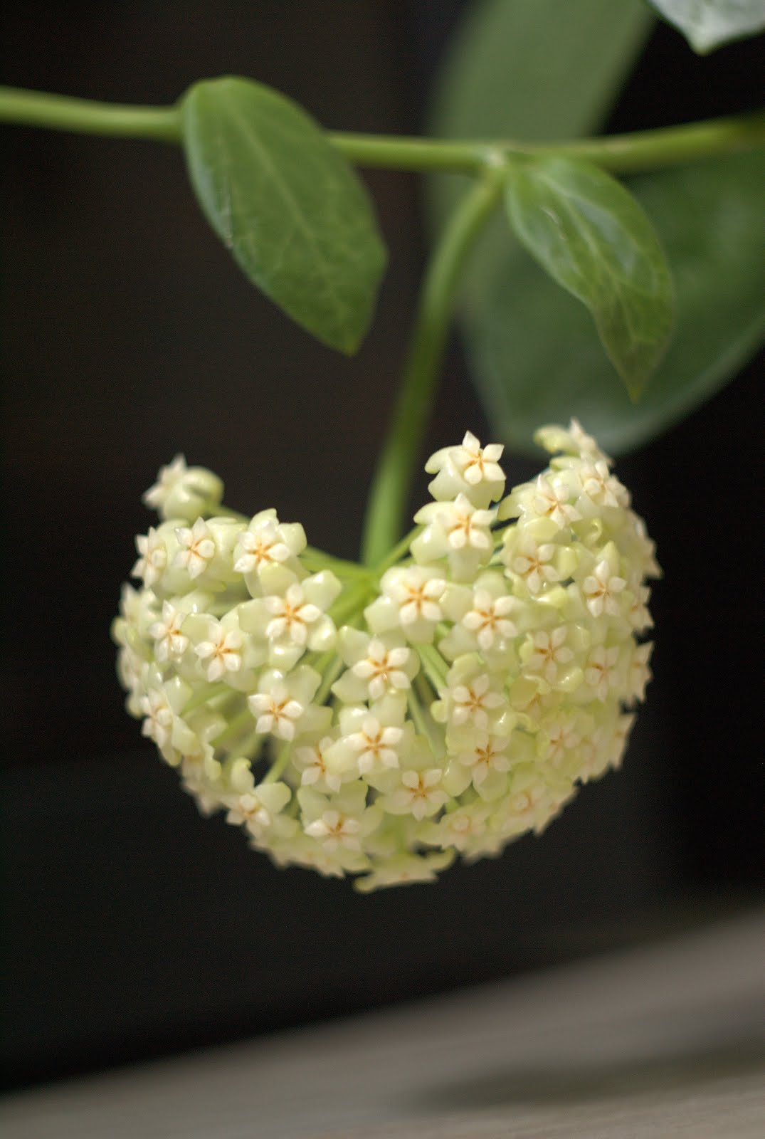 EPC-620 Hoya sp. Thick leaves with pure white flowers
