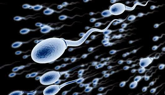 Makanan Yang Mempengaruhi Kualitas Sperma