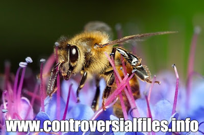 bees-pesticides-kill