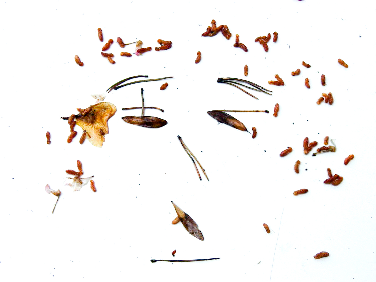 German English Dictionary