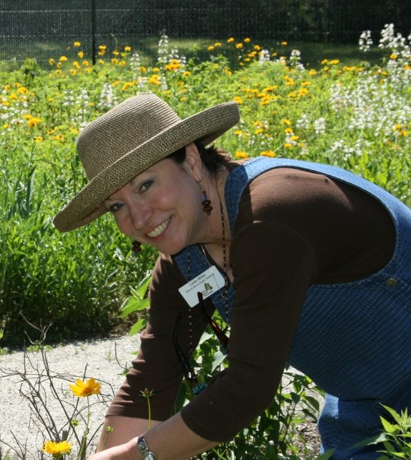 Sketching in Nature Pomegranate Fruit Linda C. Miller