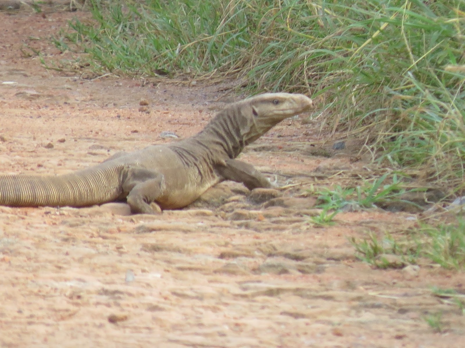 Birds in Delhi(India) Monitor Lizard