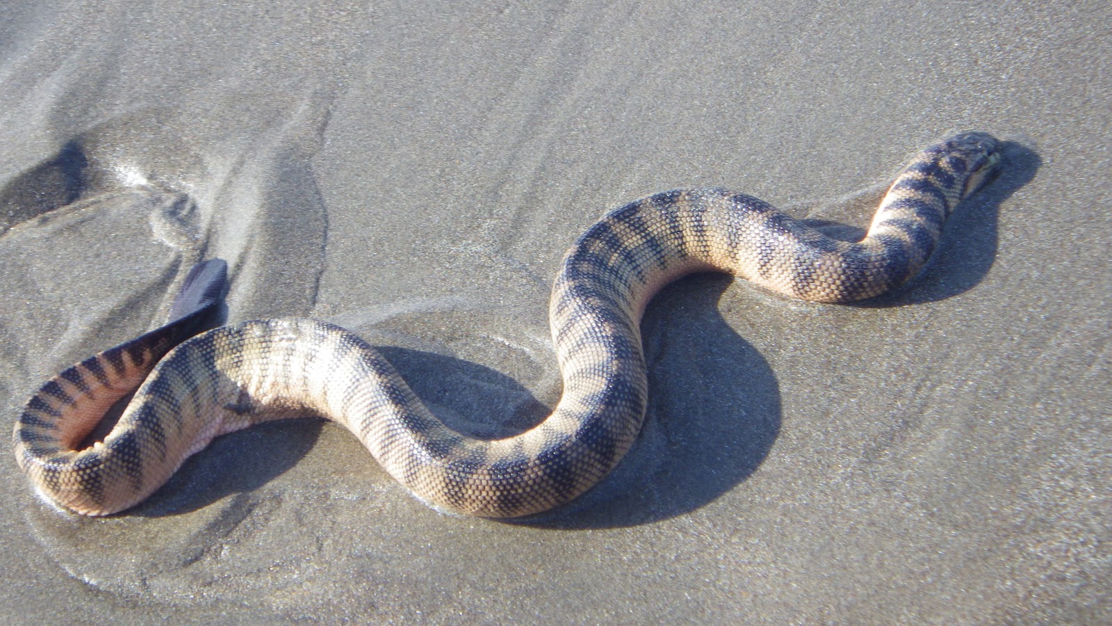 Epic adventure Arambol fresh water lake & snakes