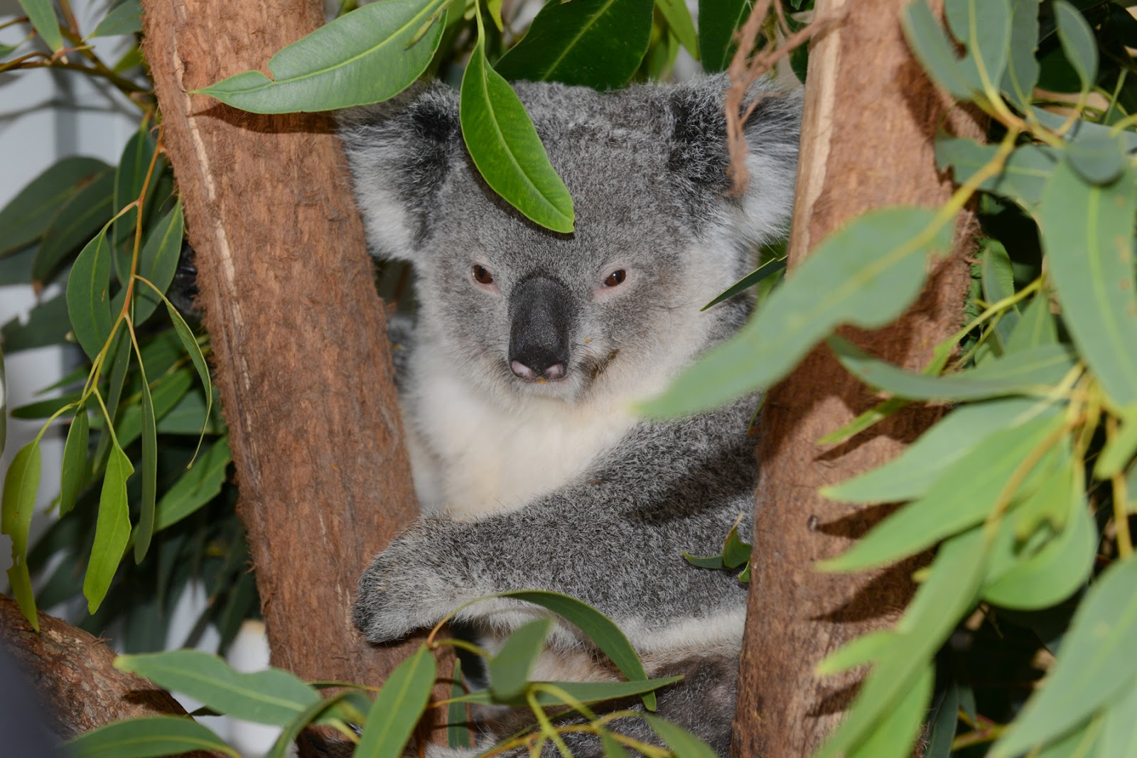 wildlife koala habitat fragmentation