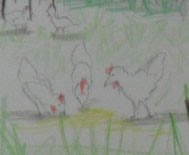 Detalhe, as galinhas...