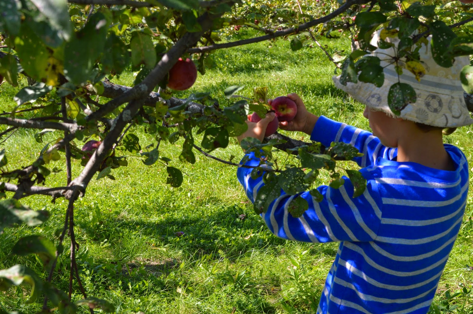 Mothering with Mindfulness Visiting the Apple Orchard