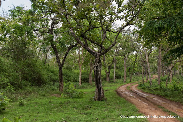 Safari route Inside the Bandipur Forests