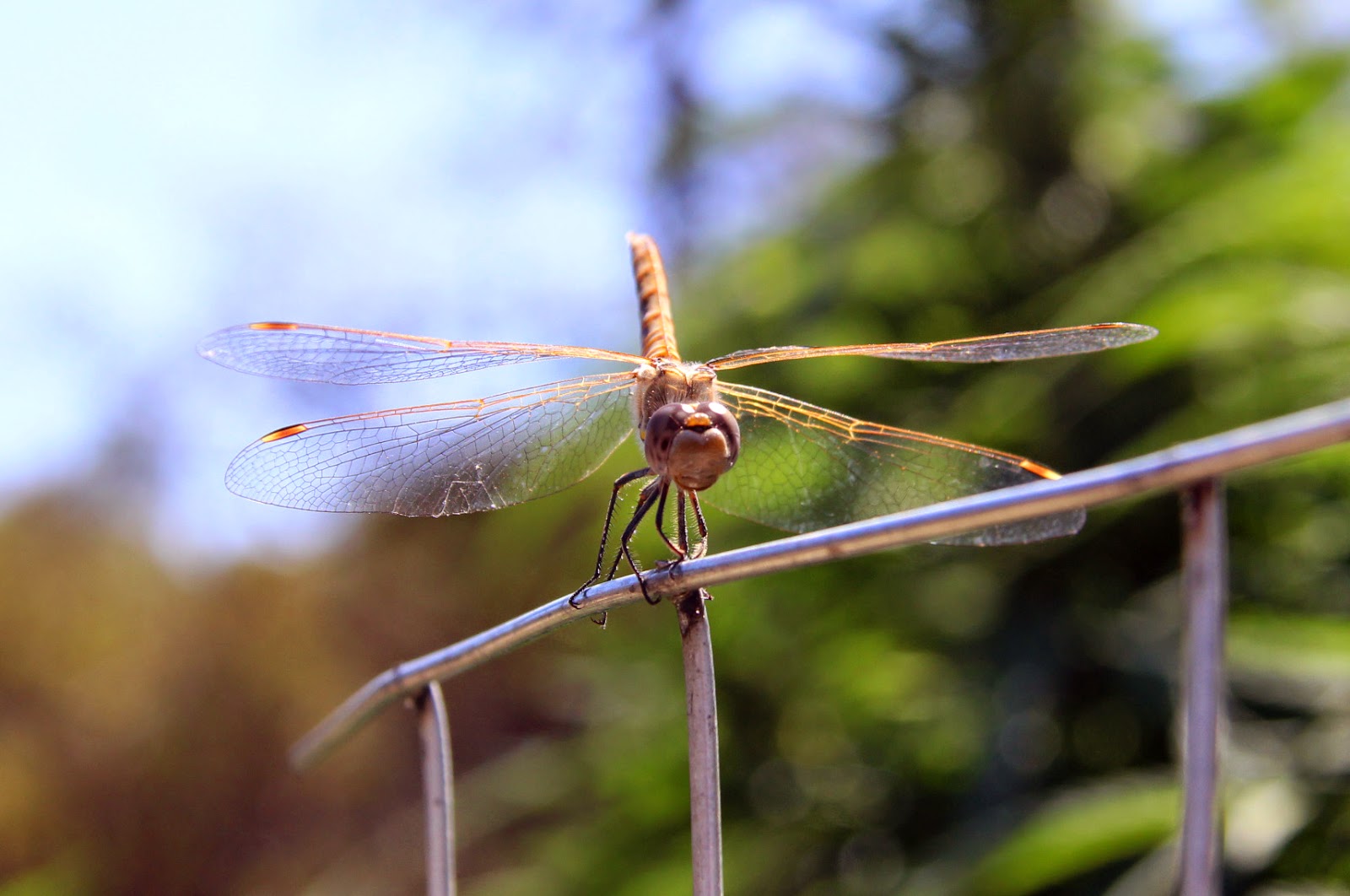 My First Garden A dragonfly in my Garden Friend or Foe?