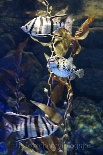 little Joy: S.E.A. Aquarium - of Sharks, Manta Rays, Tuna, Schooling