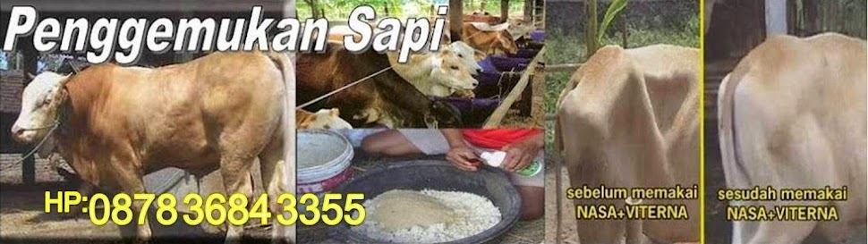 penggemukan sapi & kambing secara Optimal