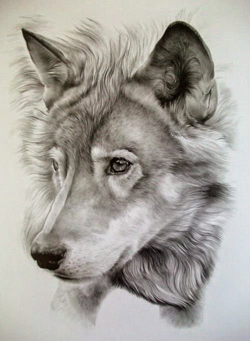 sketches animals