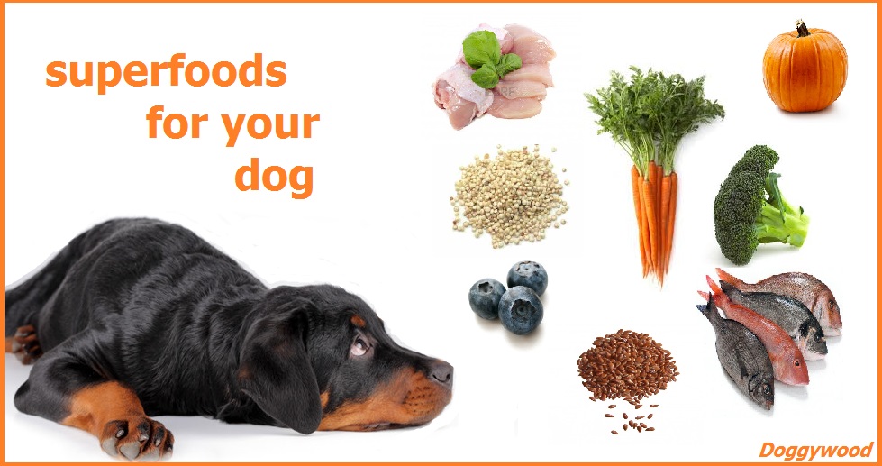 Doggywood Superfoods Voor Je Hond