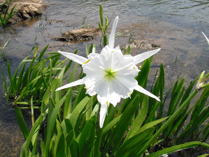 Spider Lilly