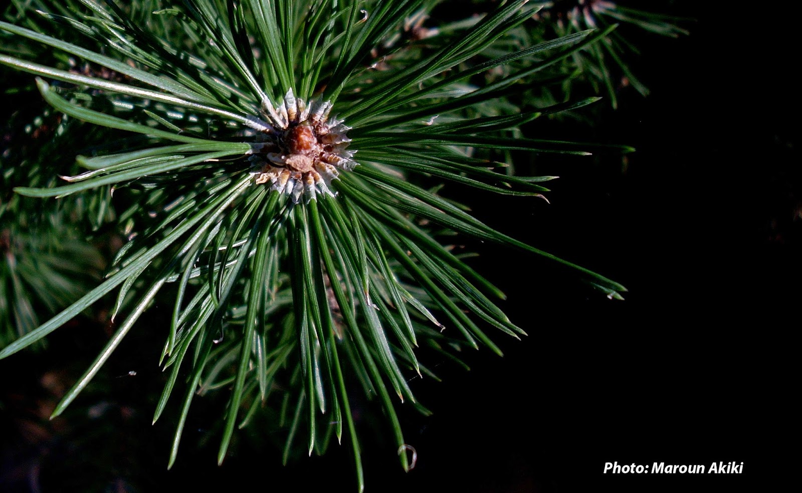 The origin Of The Pine Tree