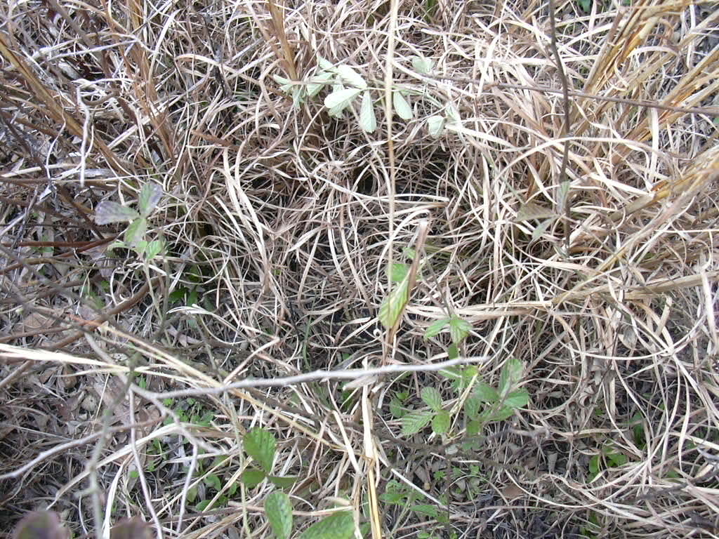 Rattlesnake Camouflage