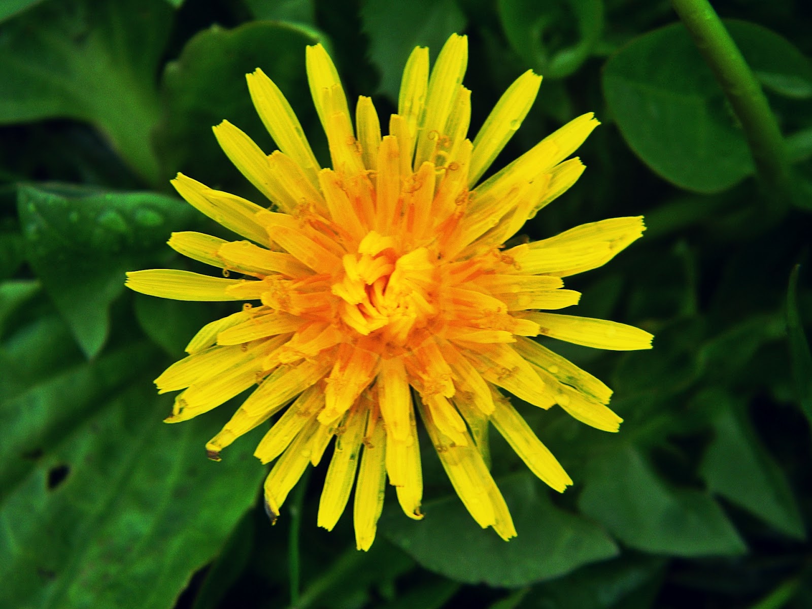 Any Beautiful Flowers