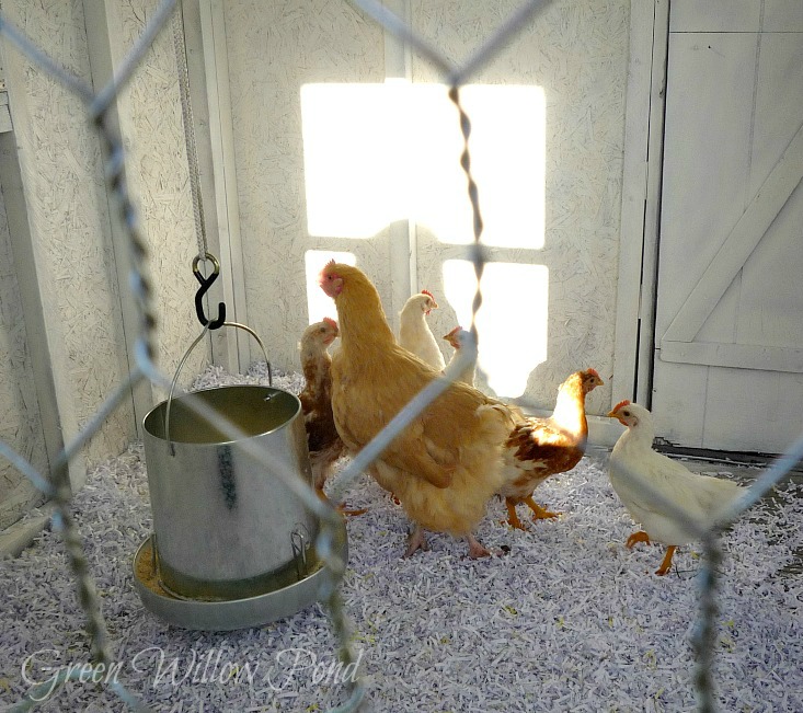 Green Willow Pond The Chickens Have Come Home to Roost