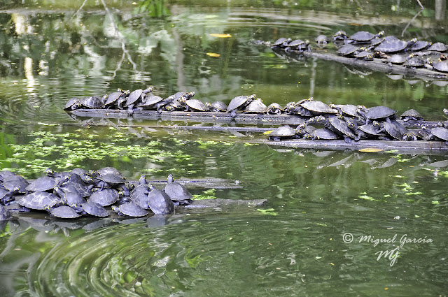 Tortugas, Motelos o Charapas.