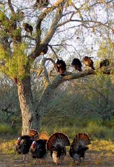 Do wild turkeys sleep in trees?