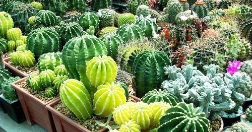 Tips Mempercantik Kaktus Hias - Aneka Tanaman Hias (ATH)