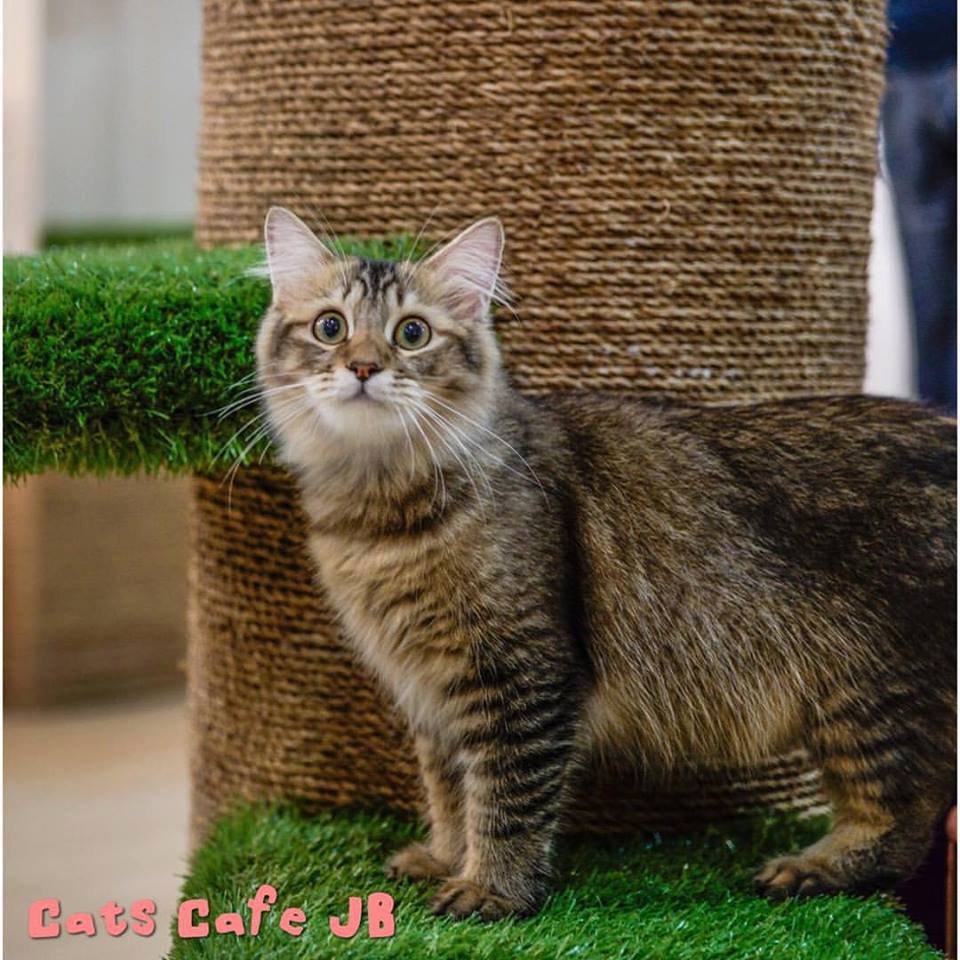 Cat Cafe JB Place To Visit In Johor Hotel Homestay Place To