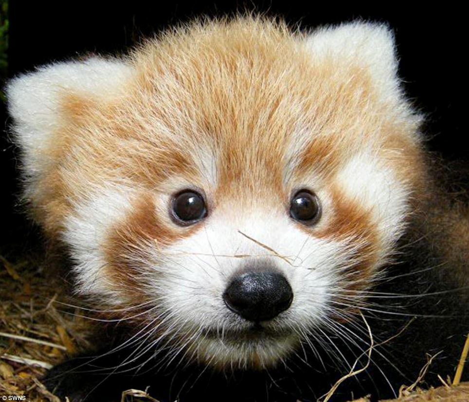 cute red panda